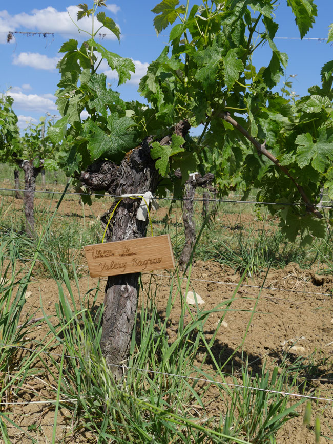 Виноградник на урожай